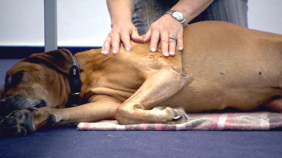 Erste Hilfe beim Hund: Stabile Seitenlage & Co.