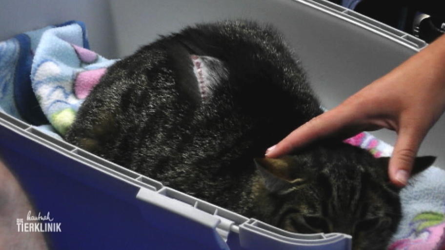 Freigängerkater Tommy ist verletzt