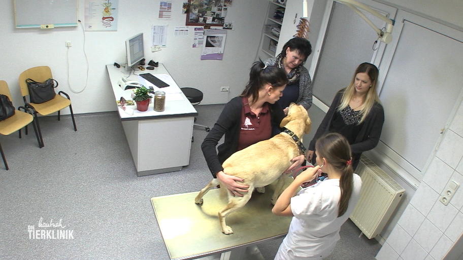 Trächtige Labrador Hündin hat Probleme mit der Atmung