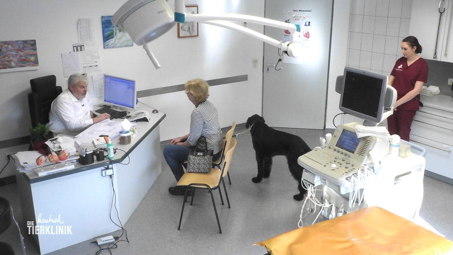 Das ist der Alptraum für jeden Hund