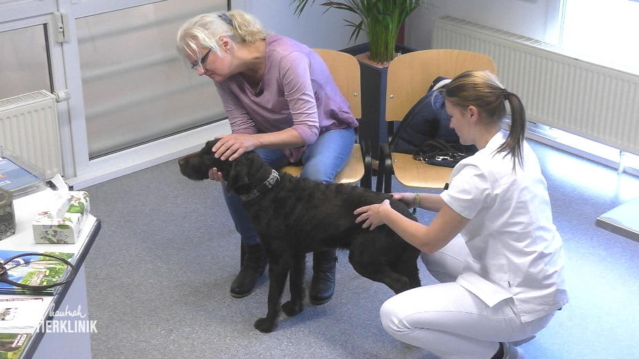 Labradoodle Sam hat große Schmerzen