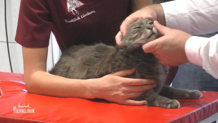Der 17 Jahre alte Kater hat ein vergrößertes Herz