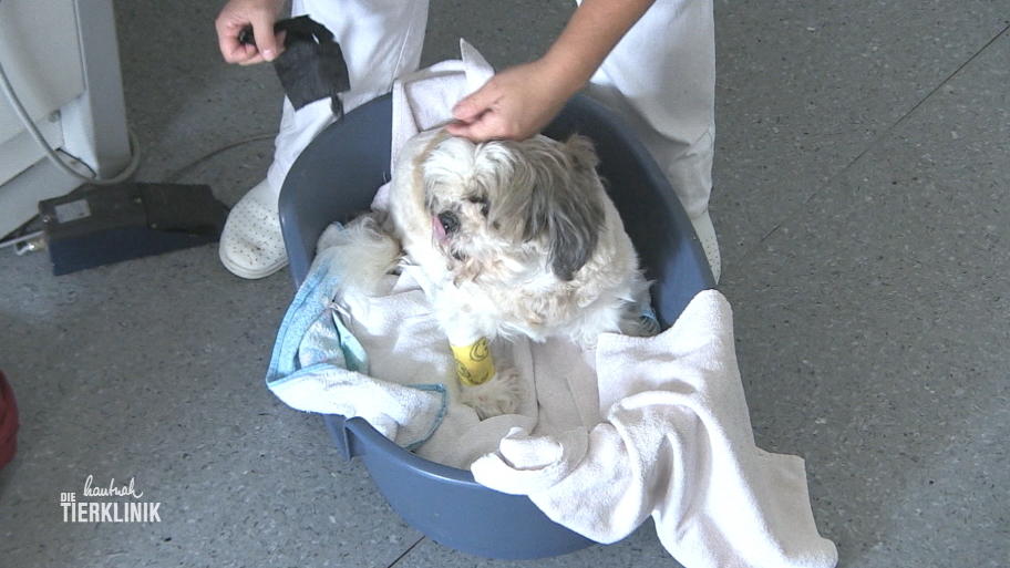 Der Tag in der Tierklinik beginnt mit einem Notfall