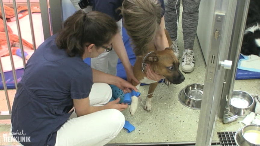 Pitbull Angel spuckt weißen Schaum