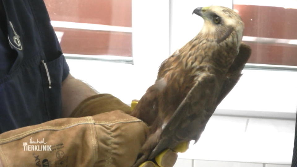 Flugunfähiger Greifvogel wird vorsichtig untersucht