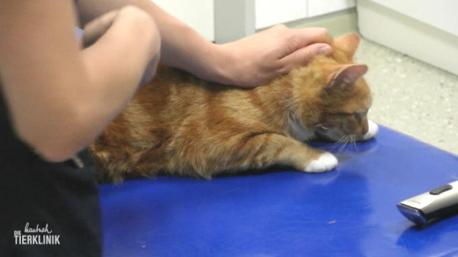 Kater Murphy stinkt gewaltig