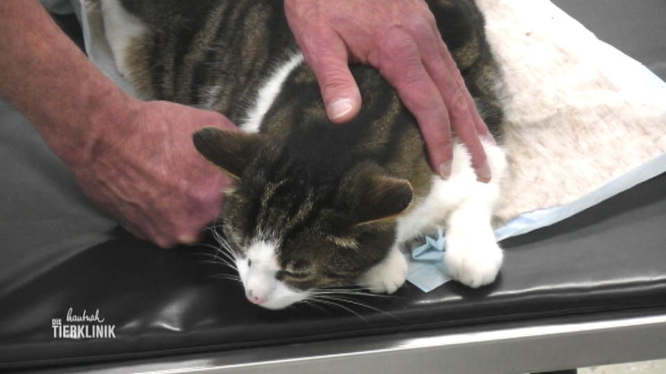 Hat Kater Krümel einen grünen Star?