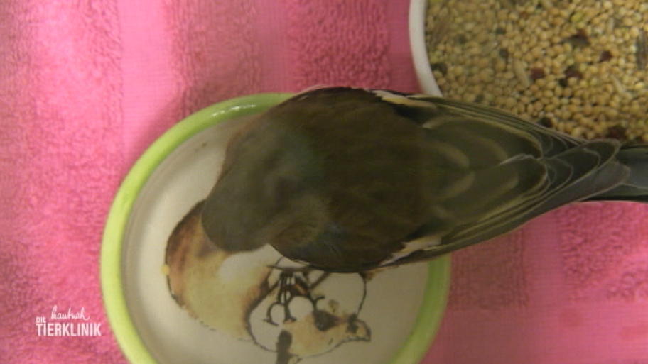 Ein kleiner Wildvogel in Not