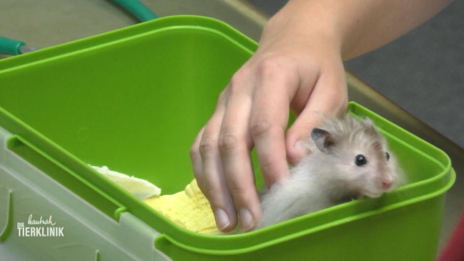 Atemgeräusche bei Hamster Angeline