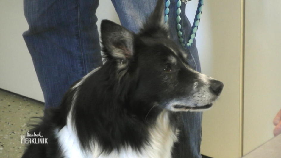 Neues Familienmitglied Smoky ist bereits krank