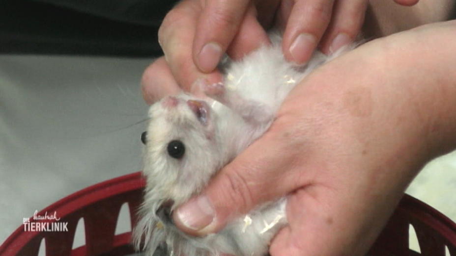 Teddyhamster hat eine Beule am Kinn