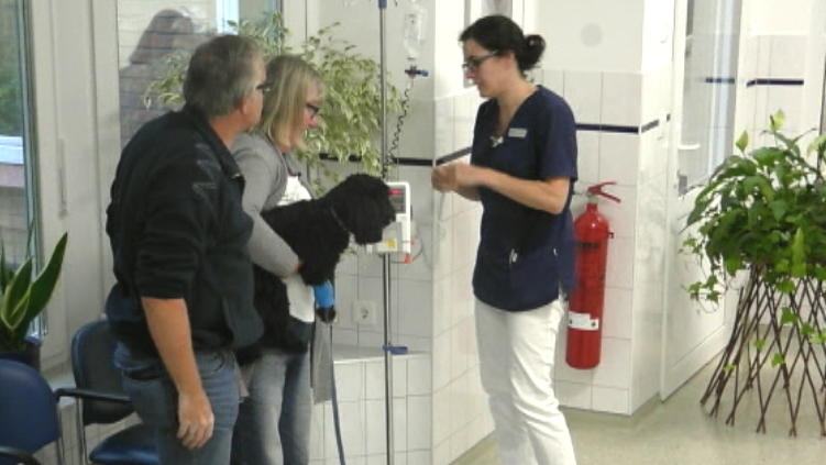 Mischlingshündin Lady spuckt und leidet an Durchfall