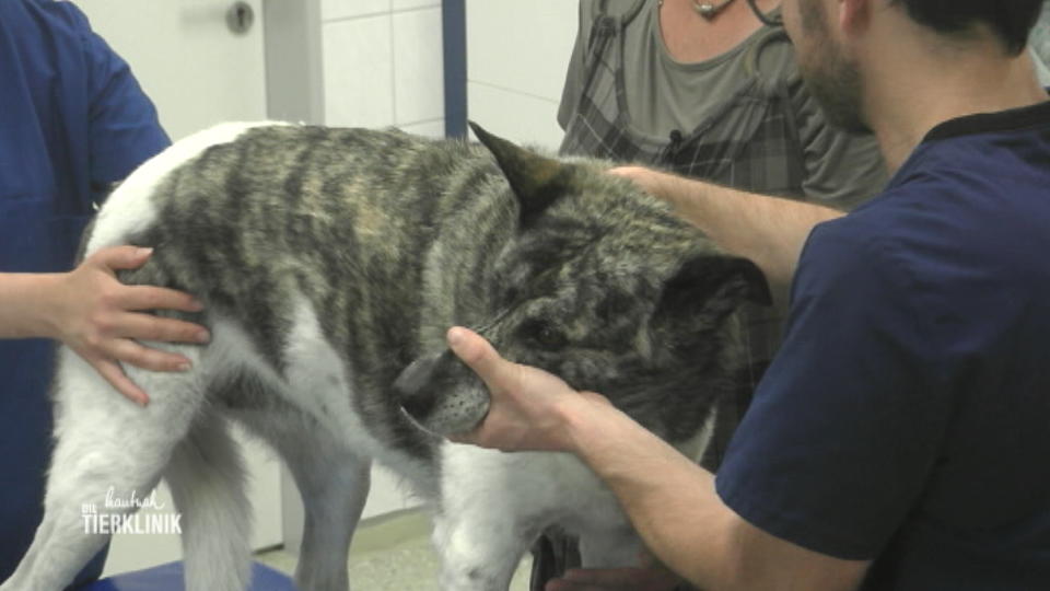 Schäferhundmischling Ayka hat starke Schmerzen