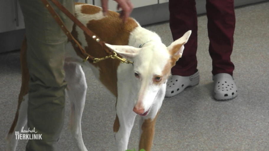 Podenco Hündin Chica ist gebissen worden