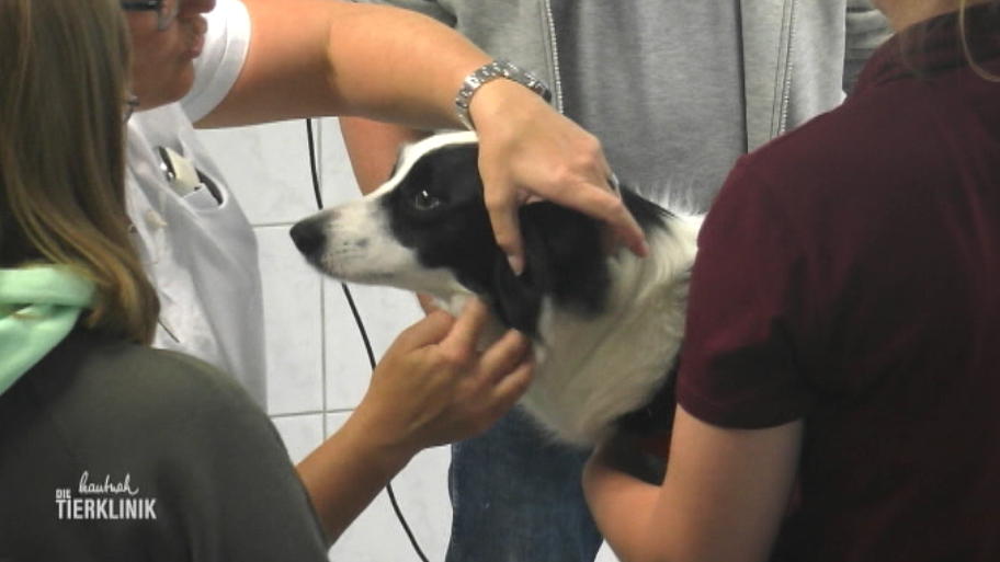 Was schlägt Border Collie Lucy so auf den Magen?