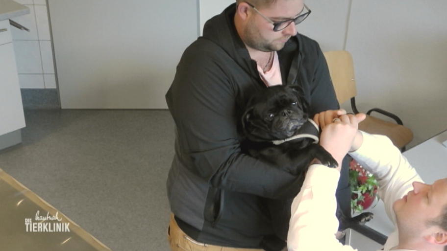 Hat die Diät bei Mops Cookie angeschlagen?