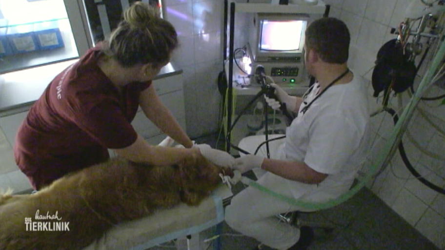 Gefährliche Operation für Retriever Pius