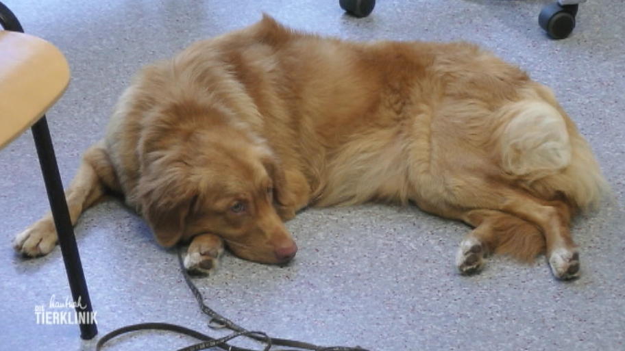 Retriever hat eine Socke gefressen