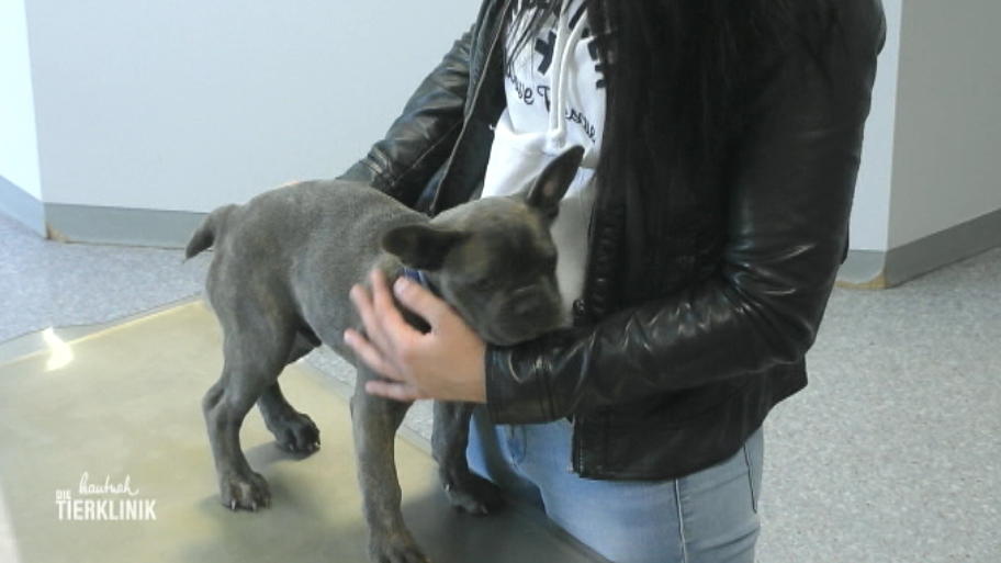 Erster Tierarzttermin für Französische Bulldogge