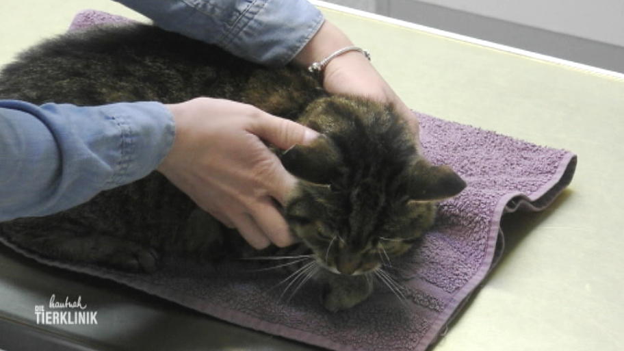 Katze Krümel hat keine Lust auf Blutdruckmessung