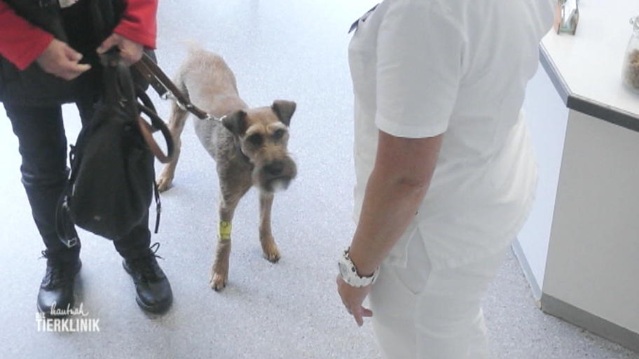 Hat Irish Terrier Blasko Rattengift gefressen?