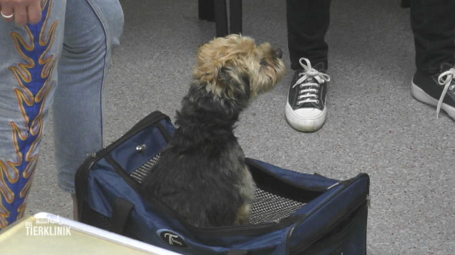 Hat Border Terrier Gina innere Verletzungen?