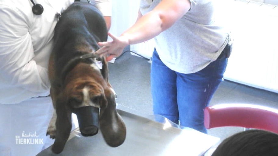 Basset Henry ist Stammgast in der Tierklinik