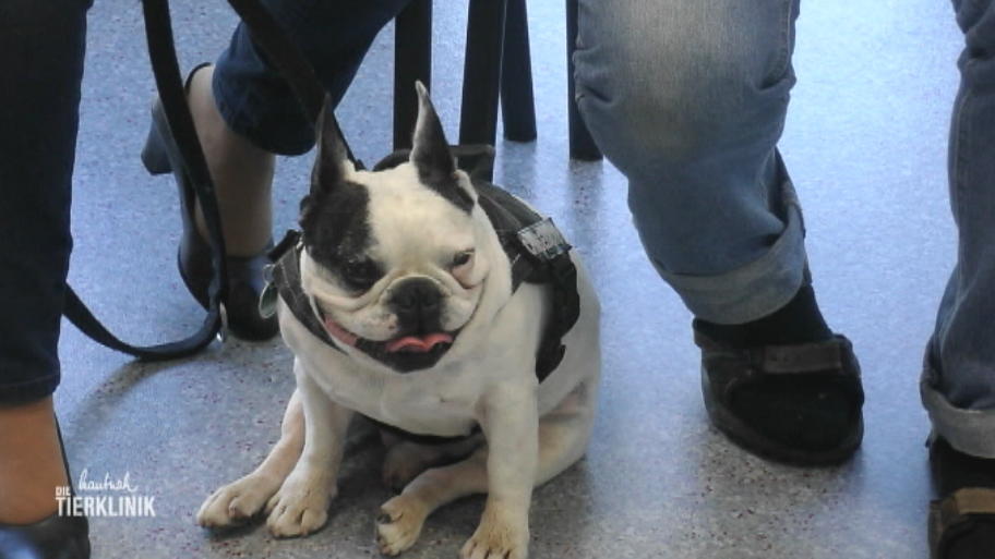 Hat die Bulldogge wieder Knöpfe gefressen?