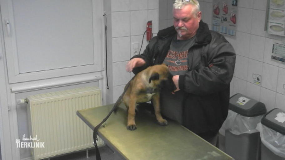 Malinois Welpe Richi verhält sich sonderbar
