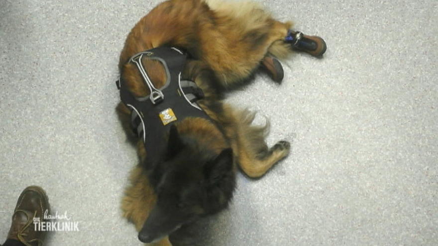 Hundesenior Falko läuft kaum noch