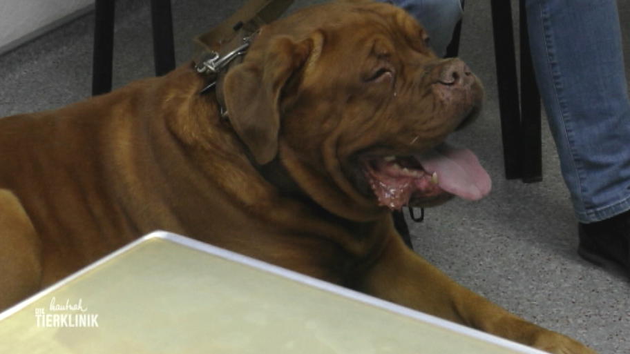 Bordeauxdogge Romeo bekommt nur schlecht Luft