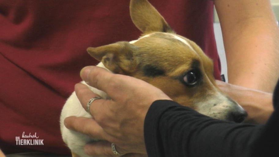 Terrier Hündin droht zu erblinden