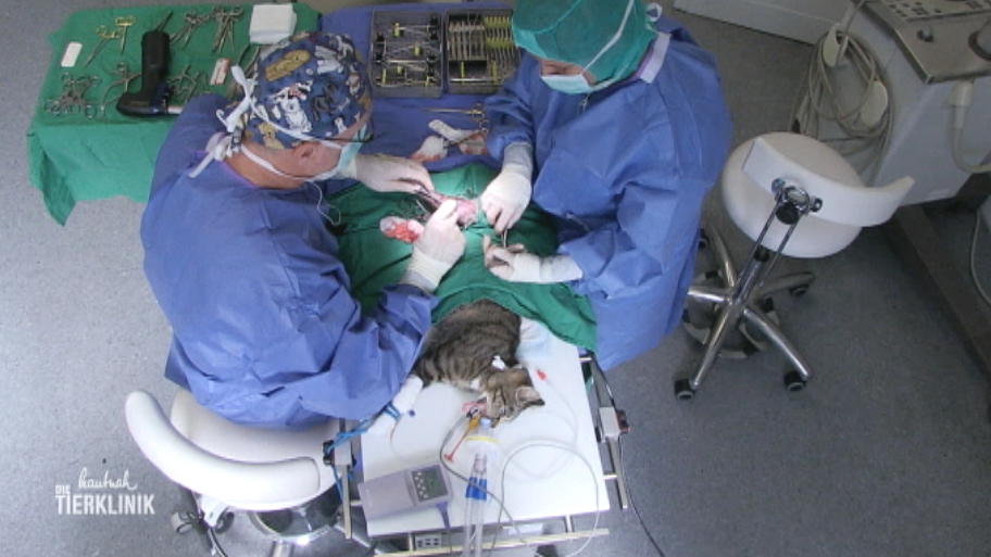Klappt die Knie-OP bei Katze Malu?