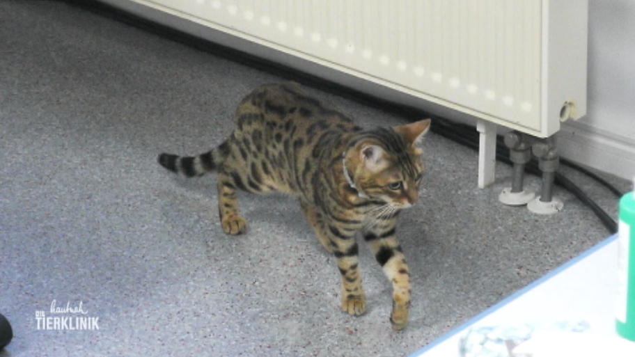 Katze Pebbles macht keinen guten Eindruck