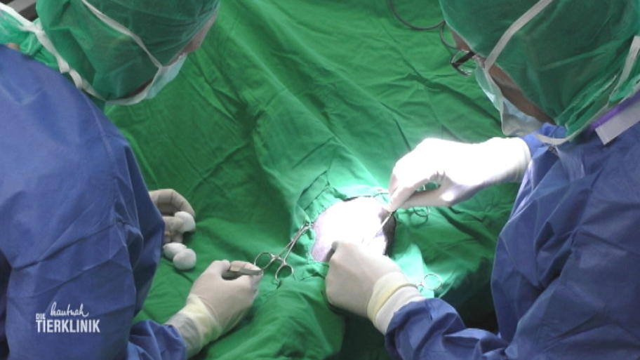 Dr. Müller muss Implantate einsetzen