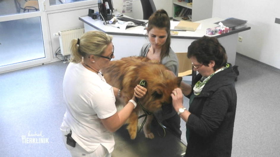 Uta Rönneburg soll Balou auf die Beine helfen