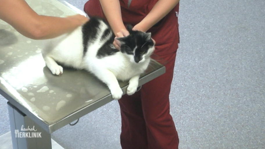Röntgenbild zeigt, was Kater Findus fehlt