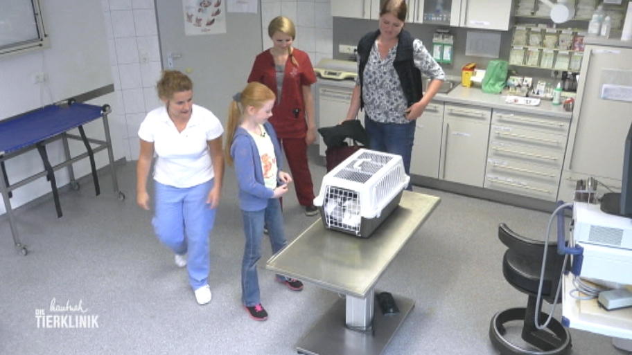 Kater Findus hat keine Lust auf die Transportbox