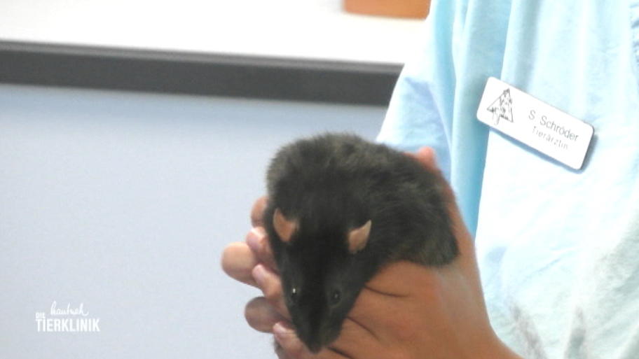 Darf Fussel zurück ins Ratten-Rudel?