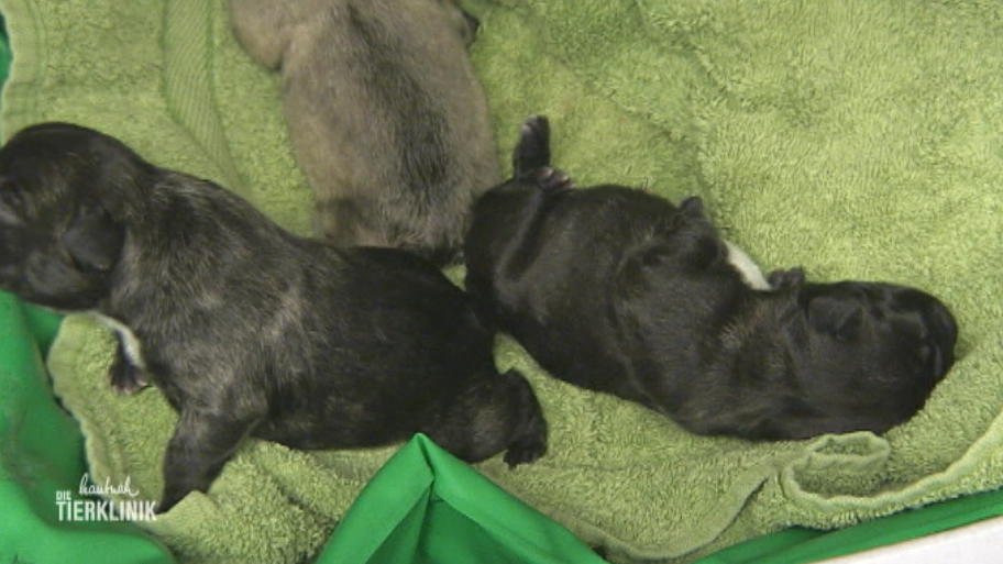 Süßer Nachwuchs bei Bulldogge Kira