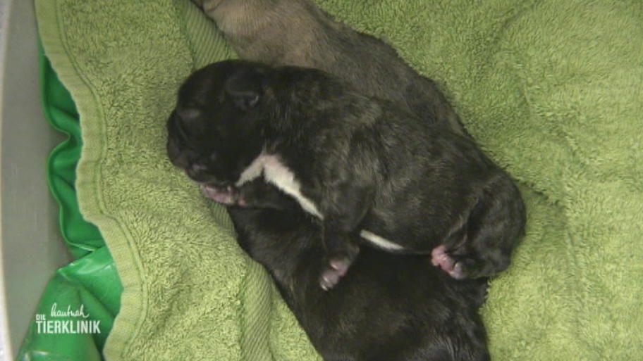 Bulldogge bringt drei gesunde Welpen zur Welt