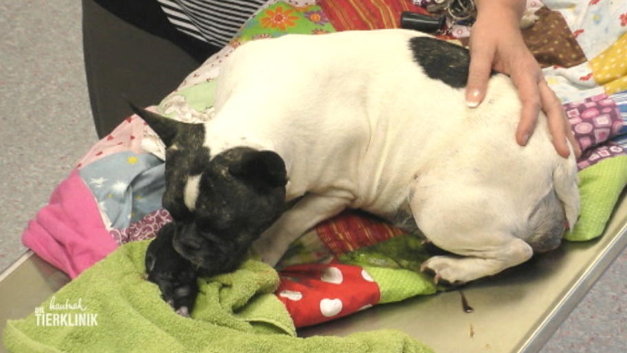 Bulldoggen-Welpe steckt im Geburtskanal