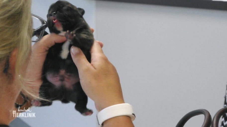 Wie geht's dem süßen Bulldoggen-Nachwuchs?