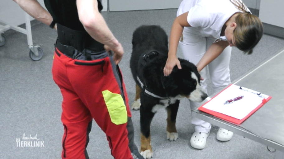 Othello muss dringend untersucht werden