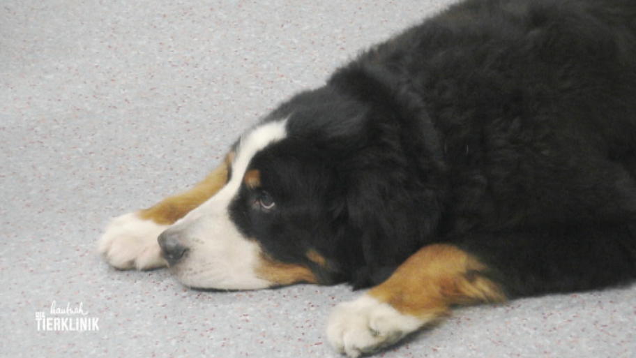 Berner Sennenhund Othello hat einen Milz-Tumor