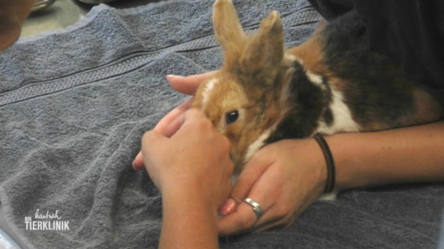 Zwergkaninchen ist ein ungeduldiger Patient