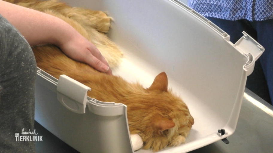 Abschied von Kater Puschel