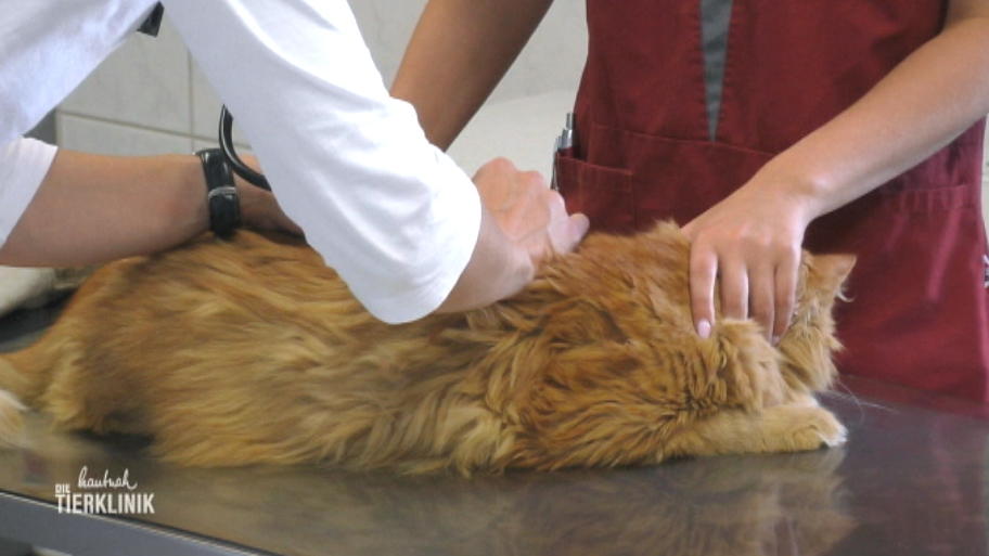 Kater Puschel könnte Gift gefressen haben