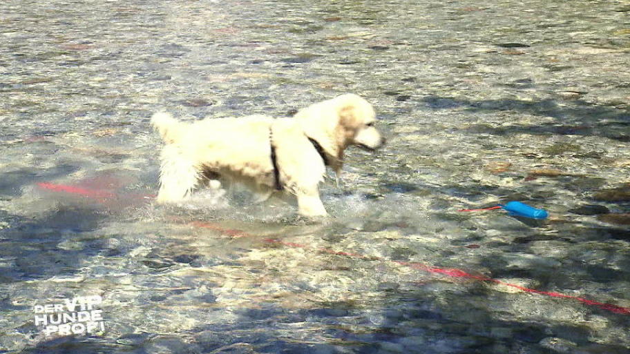 Johnnie liebt das Wasser