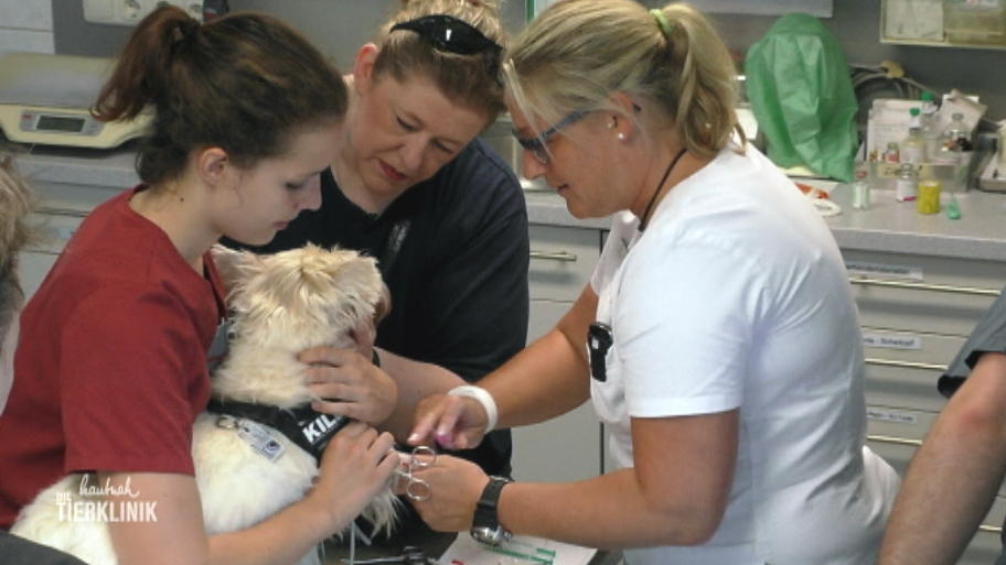 Warzen-Entfernung bei West Highland Terrier Quentin